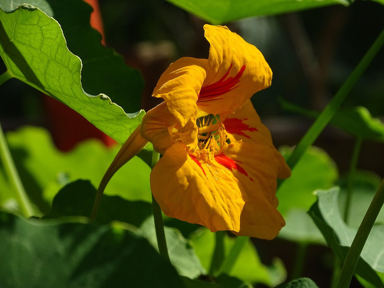 essbare blumen: entdecken sie die vielfalt und den genuss essbarer blüten für ihre küche und dekoration. frisch, natürlich und gesund.