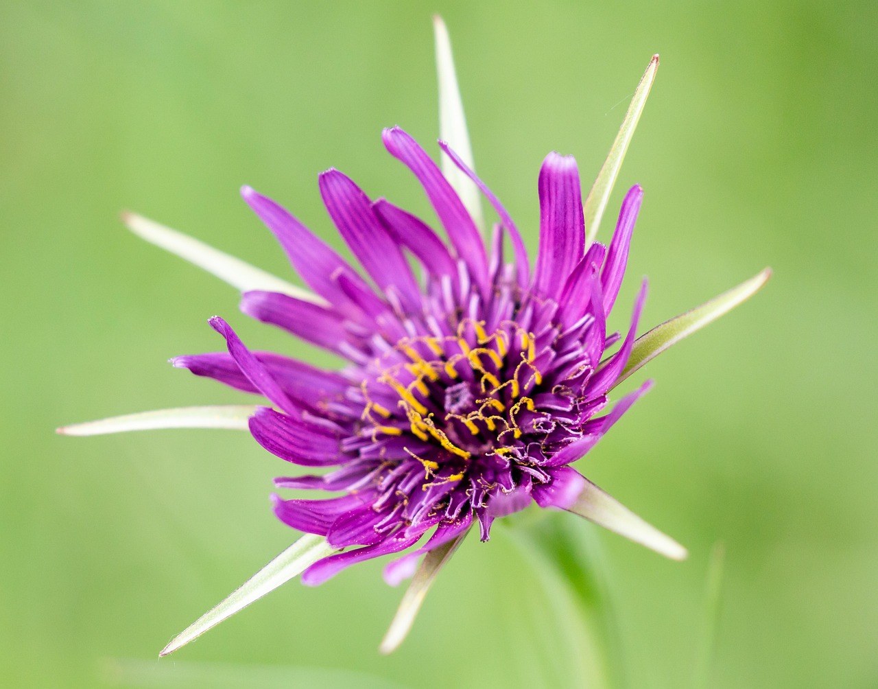 essbare blumen: entdecken sie die vielfalt und den genuss essbarer blüten für kreative rezepte und natürliche dekorationen.