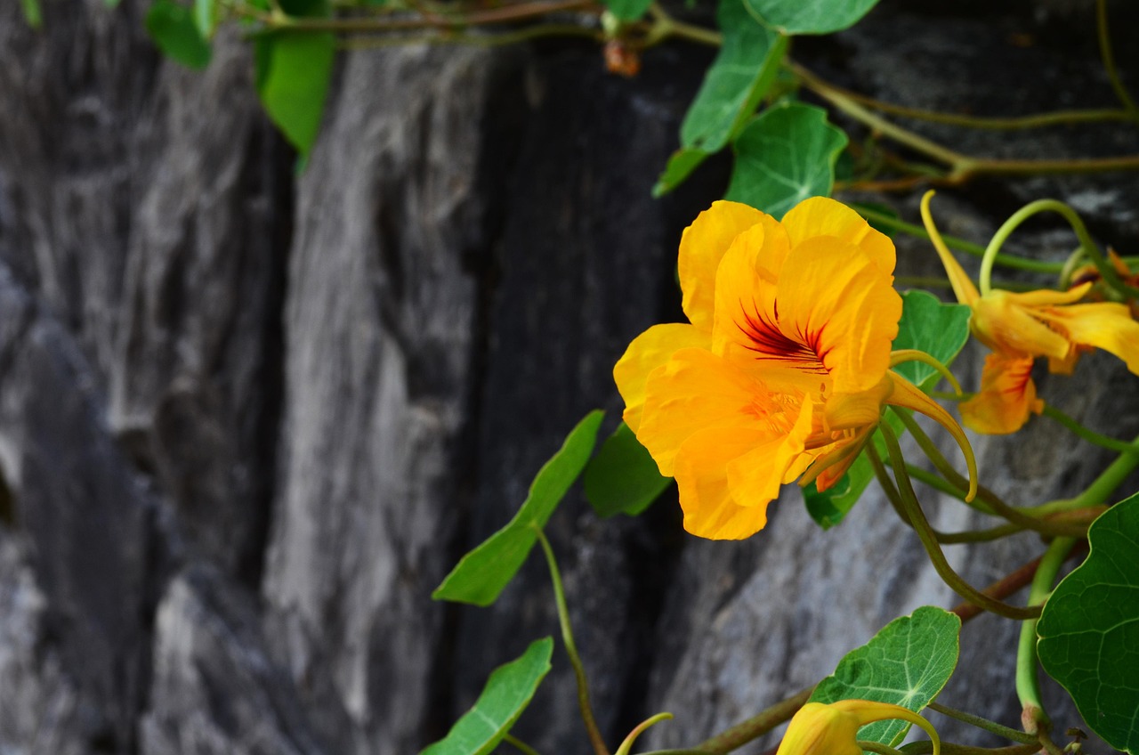 entdecken sie essbare blumen: natürliche schönheit und geschmack für ihre gerichte. perfekt zum dekorieren und verfeinern von speisen.