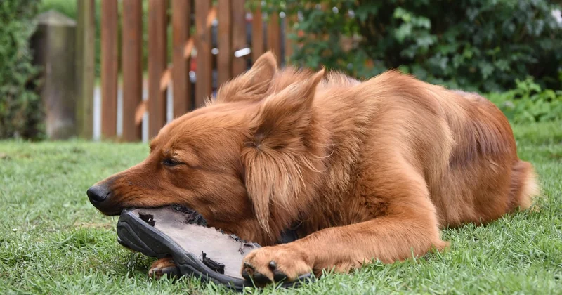 Wann und wie Sie die Burgen besuchen sollten