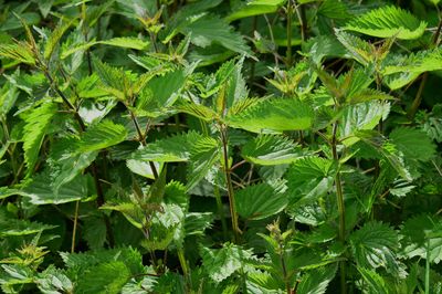 Wildkräuter sammeln und verarbeiten